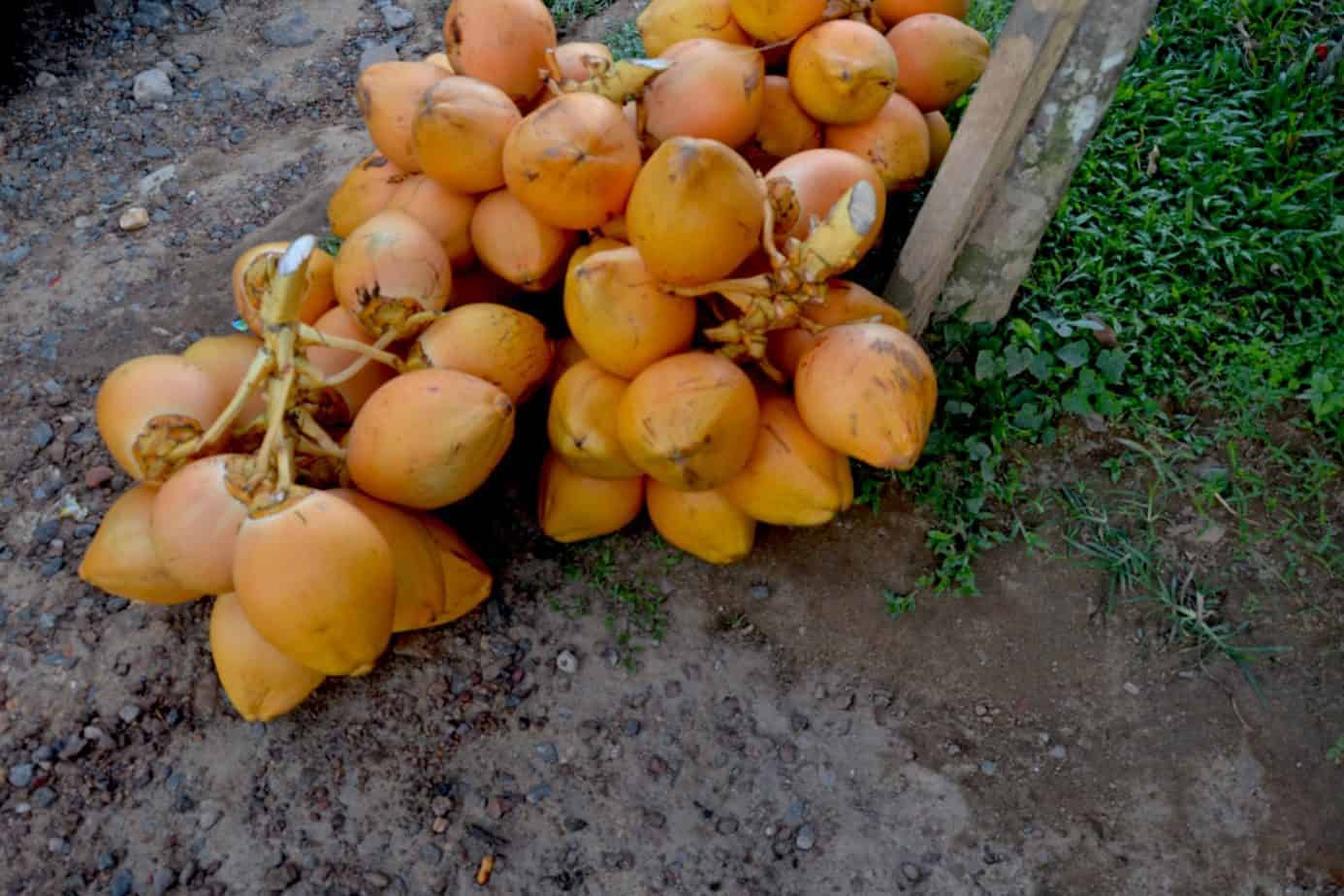 A bunch of coconuts in sri lanka