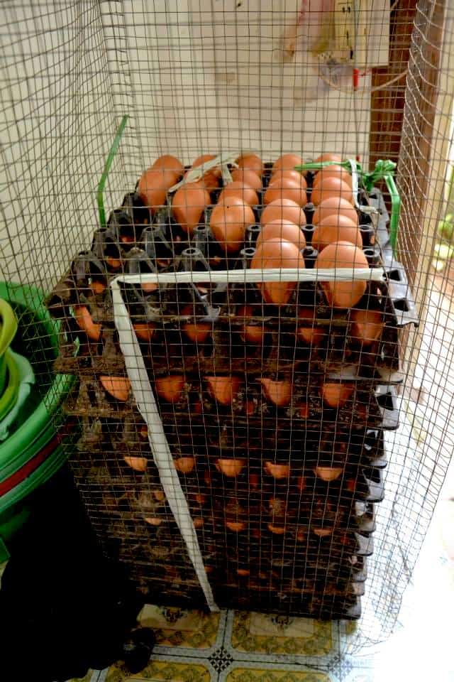 Fresh eggs from the cambodia market