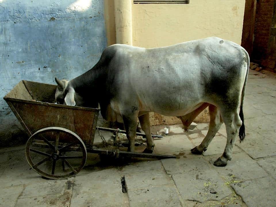 Cow is eating on the street