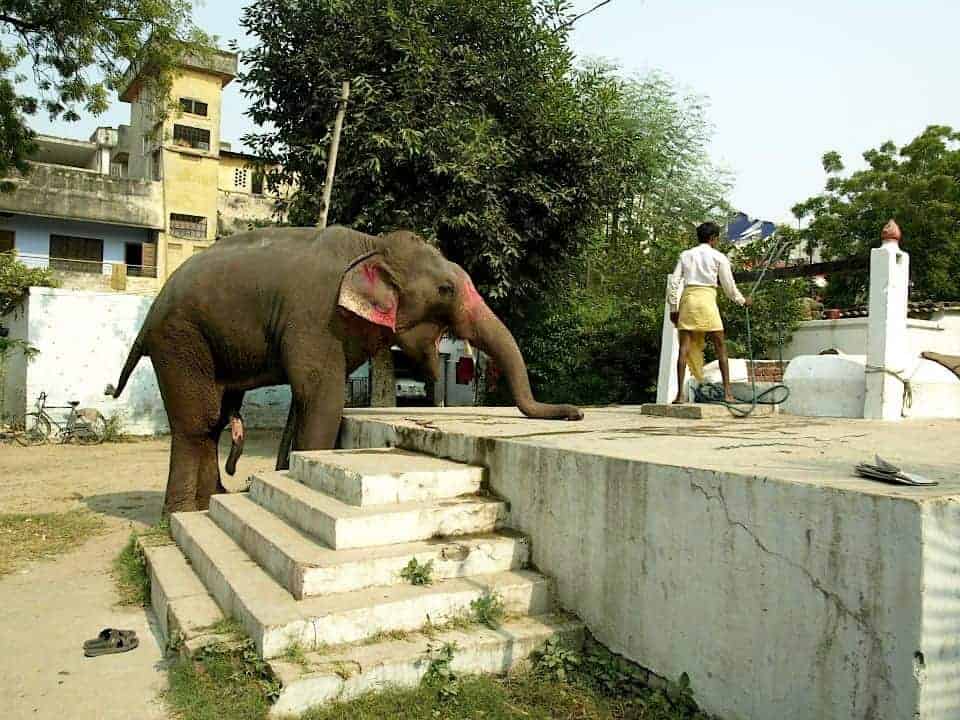 Elephants in Varanasi