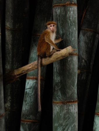 A monkey in a coconut tree in The Plantation Villa Resort in Sri Lanka